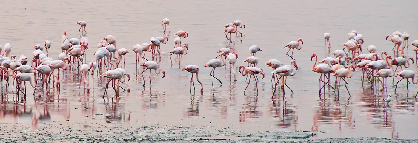 quando-vedere-i-fenicotteri-a-cervia.jpg